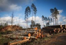 Evropský parlament odsouhlasil odklad použitelnosti nařízení EUDR