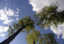 Sněmovna schválila novelu, která reaguje na nařízení EU o odlesňování