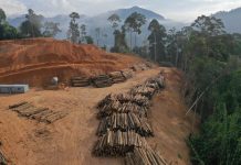 Evropská komise představila v říjnu návrh na změnu nařízení EU proti odlesňování (EUDR)