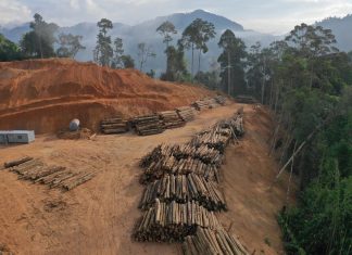Evropská komise představila v říjnu návrh na změnu nařízení EU proti odlesňování (EUDR)