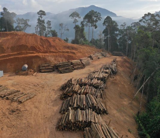 Evropská komise představila v říjnu návrh na změnu nařízení EU proti odlesňování (EUDR)
