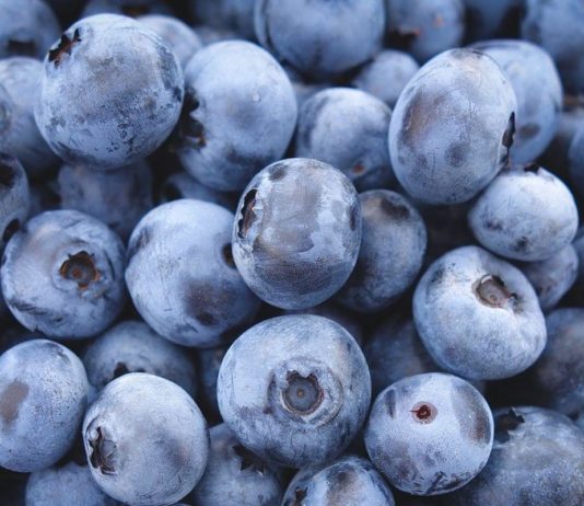 Bateriové úložiště z borůvek? To není sci-fi, ale maximálně využitý potenciál provozu české mrazírny BIO surovin