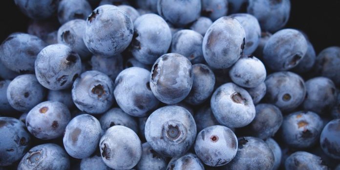 Bateriové úložiště z borůvek? To není sci-fi, ale maximálně využitý potenciál provozu české mrazírny BIO surovin