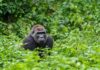 DPP daroval Zoo Praha 100 vyřazených mobilních telefonů, podpoří tak záchranu goril v Africe