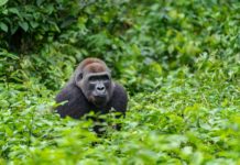 DPP daroval Zoo Praha 100 vyřazených mobilních telefonů, podpoří tak záchranu goril v Africe