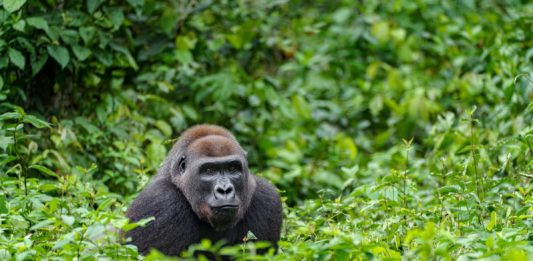 DPP daroval Zoo Praha 100 vyřazených mobilních telefonů, podpoří tak záchranu goril v Africe