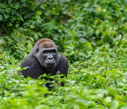 DPP daroval Zoo Praha 100 vyřazených mobilních telefonů, podpoří tak záchranu goril v Africe