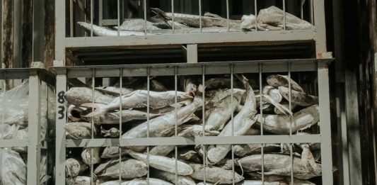 Constellation posiluje v Norsku, převezme chladírenský sklad Impruv Zmražené ryby uložené v kovových skladovacích koších v chladírenském skladu